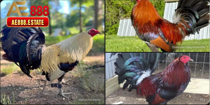 Gà Hatch — Sát Thủ Tốc Độ