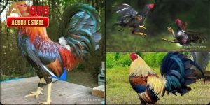 Top 7 Giống Gà Đá Hay Nhất Thế Giới — Phân Tích Chi Tiết 2026